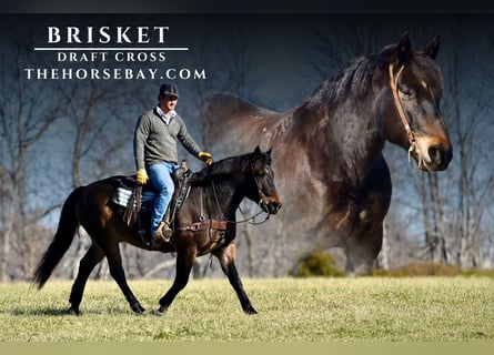 Arbeitspferd Mix, Wallach, 10 Jahre, 160 cm, Rotbrauner