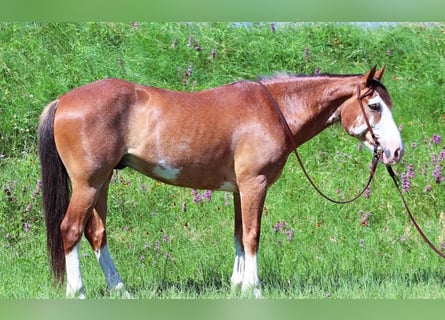 Arbeitspferd, Wallach, 11 Jahre, 147 cm, Roan-Bay