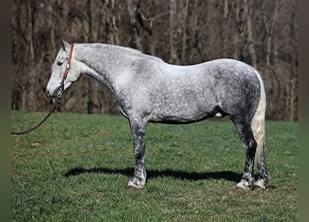 Arbeitspferd, Wallach, 12 Jahre, 157 cm, Apfelschimmel