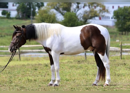 Arbeitspferd, Wallach, 4 Jahre, 155 cm, Schecke