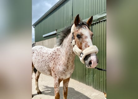 Arbeitspferd, Wallach, 4 Jahre, 156 cm, Tigerschecke