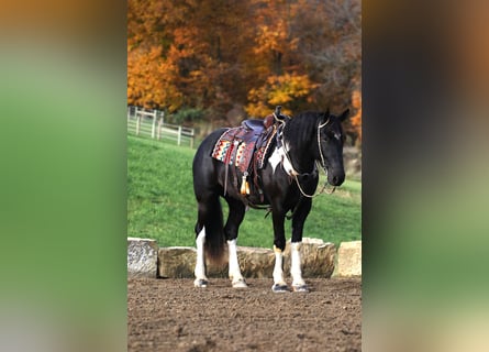 Arbeitspferd Mix, Wallach, 4 Jahre, 163 cm, Rappe