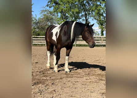 Arbeitspferd Mix, Wallach, 5 Jahre, 160 cm, Schecke
