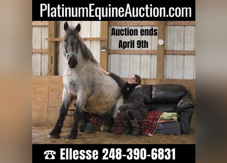 Arbeitspferd, Wallach, 5 Jahre, Roan-Blue