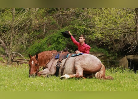 Arbeitspferd Mix, Wallach, 5 Jahre, Roan-Red