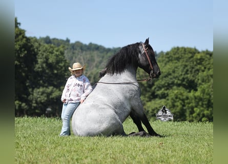 Arbeitspferd, Wallach, 6 Jahre, 163 cm