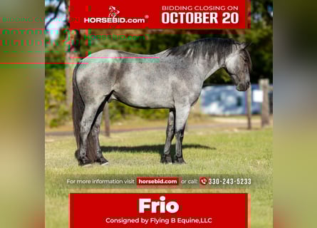 Arbeitspferd Mix, Wallach, 6 Jahre, 168 cm, Roan-Blue