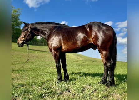 Arbeitspferd, Wallach, 6 Jahre, 168 cm, Rotbrauner