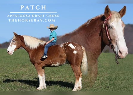 Arbeitspferd, Wallach, 6 Jahre, 168 cm, Rotfuchs