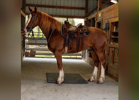 Arbeitspferd, Wallach, 6 Jahre, 168 cm, Rotfuchs