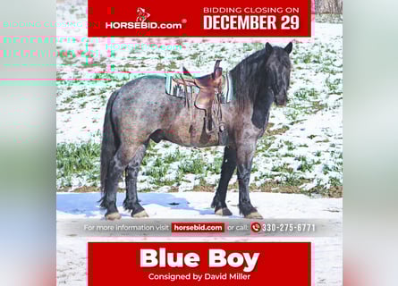 Arbeitspferd Mix, Wallach, 6 Jahre, 173 cm, Roan-Blue