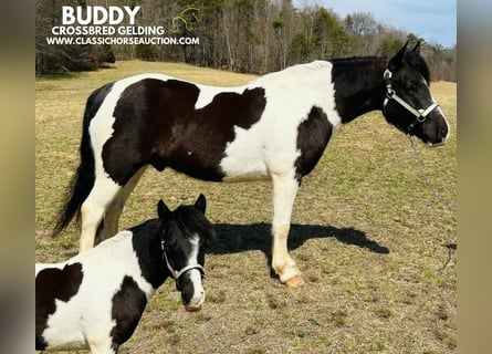 Arbeitspferd, Wallach, 7 Jahre, 142 cm, Tobiano-alle-Farben