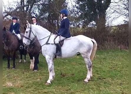 Arbeitspferd, Wallach, 7 Jahre, 170 cm, Schimmel