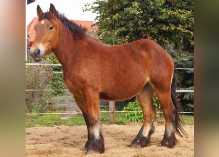 Ardennais, Jument, 2 Ans, 155 cm, Bai
