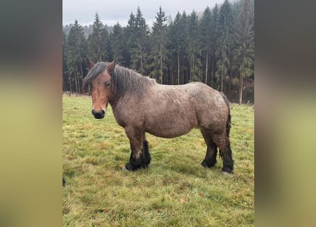 Ardennais, Jument, 4 Ans, 153 cm