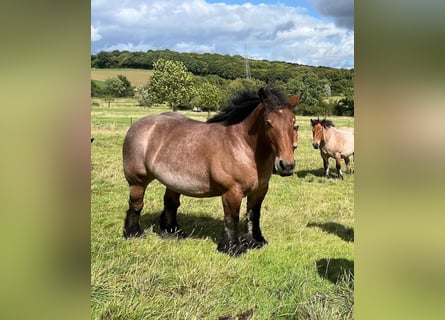 Ardennais, Jument, 6 Ans, 160 cm, Roan-Bay