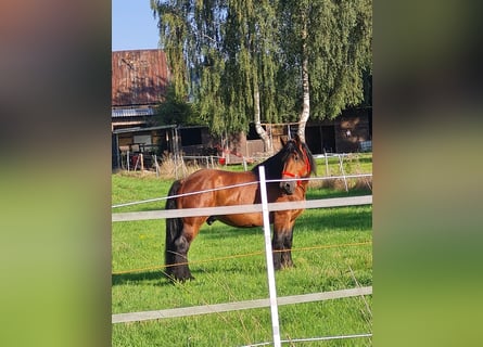 Ardenner, Hengst, 10 Jahre, 160 cm, Brauner