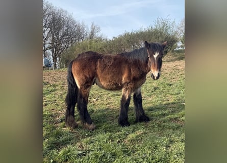 Ardenner, Hengst, 1 Jaar