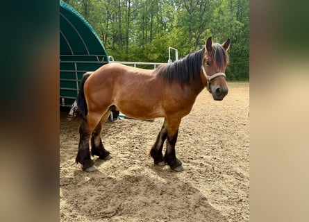 Ardenner, Hengst, 2 Jahre, Brauner