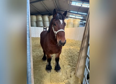 Ardenner, Merrie, 4 Jaar, 152 cm, Bruin