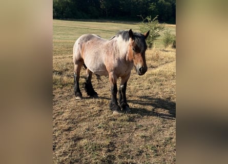 Ardenner, Merrie, 4 Jaar, 153 cm, Roan-Bay