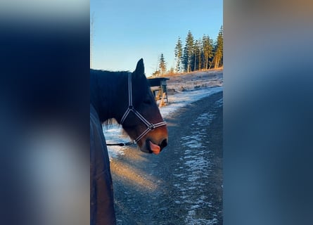 Ardenner, Stute, 12 Jahre, 164 cm, Brauner