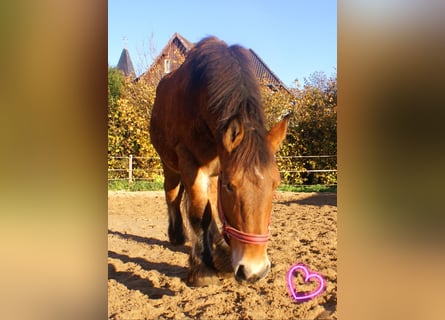 Ardenner, Stute, 2 Jahre, 155 cm, Brauner