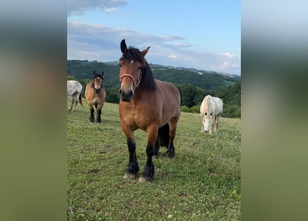 Ardenner, Stute, 8 Jahre, 158 cm, Brauner