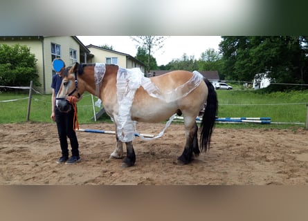 Ardenner, Wallach, 12 Jahre, 160 cm, Hellbrauner