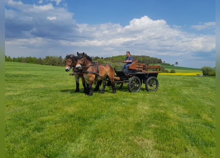 Ardenner, Wallach, 3 Jahre, 154 cm, Brauner
