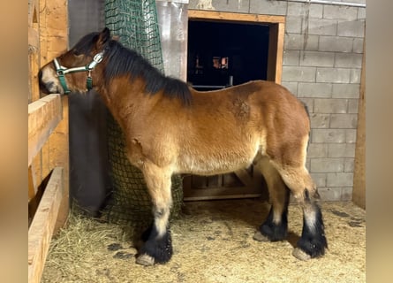 Ardenner, Wallach, 3 Jahre, 160 cm, Brauner