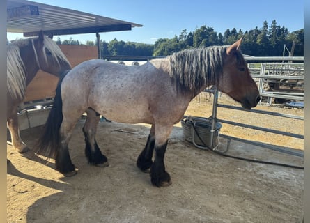 Ardennes Mix, Gelding, 12 years