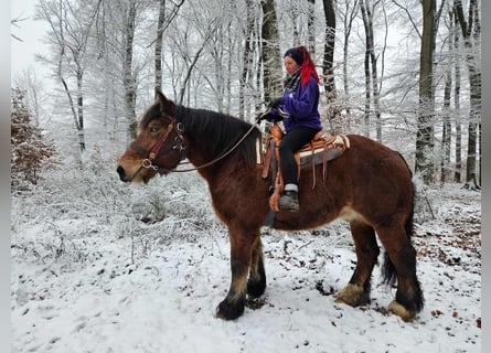 Ardennes, Gelding, 7 years, 16,2 hh, Brown