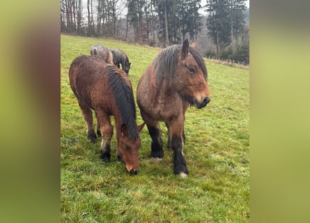 Ardennes, Mare, 4 years, 14.2 hh, Roan-Bay