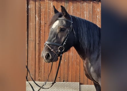 Ardennes Mix, Mare, 4 years, 15 hh, Black