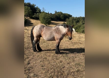 Ardennes, Mare, 4 years, 15 hh, Brown Falb mold