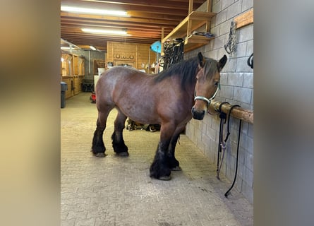 Ardennes, Mare, 6 years, 15,2 hh, Roan-Bay