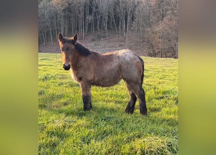 Ardennes, Mare, Foal (05/2025), 15.1 hh, Brown Falb mold