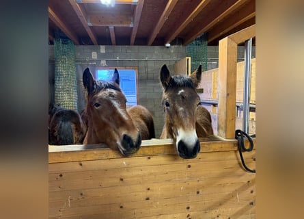 Ardennes, Stallion, 1 year, 15,1 hh, Brown