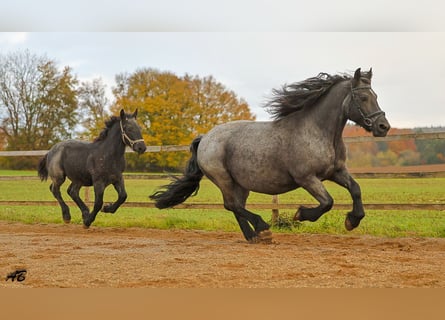 Ardennes, Stallion, Foal (04/2025), 15,1 hh, Grey-Blue-Tan
