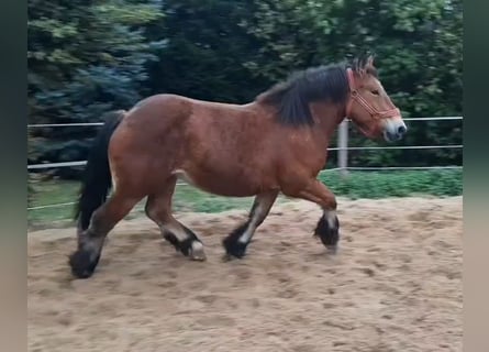 Ardennese, Giumenta, 2 Anni, 155 cm, Baio