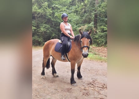 Ardennese, Giumenta, 3 Anni, 154 cm, Baio