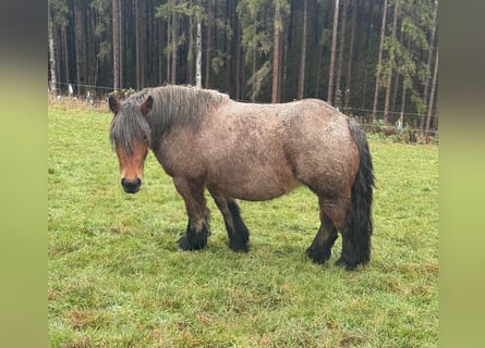 Ardennese, Giumenta, 4 Anni, 150 cm, Baio roano