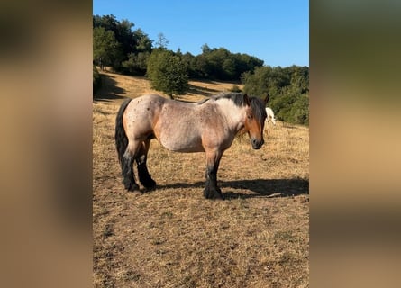 Ardennese, Giumenta, 4 Anni, 153 cm, Falbo baio