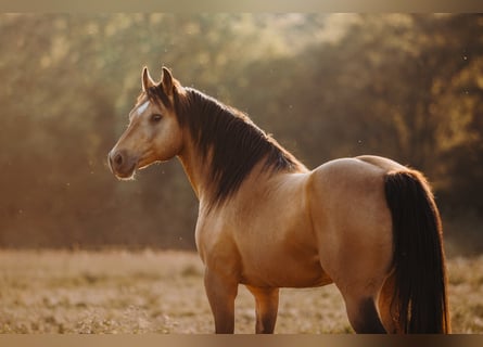 Mustang (american), Stallion, 15 years, 14,2 hh, Buckskin