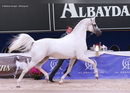 Arabian horses, Stallion, 17 years, 15,3 hh, Gray