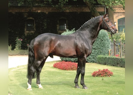 Westphalian, Stallion, 29 years, 16.1 hh, Bay-Dark