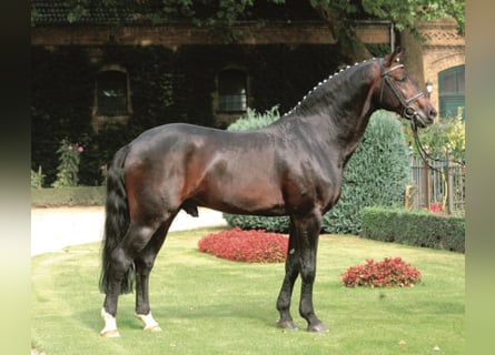 Westfale, Hengst, 30 Jahre, 168 cm, Dunkelbrauner