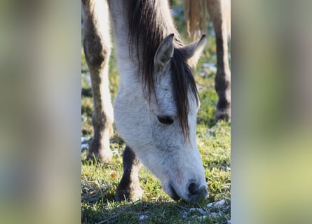 Asil Árabe, Caballo castrado, 2 años, 160 cm, Tordo ruano