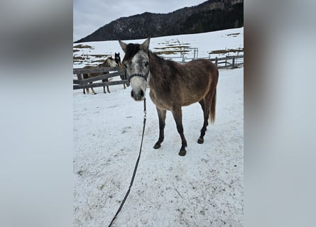 Asil Árabe, Caballo castrado, 3 años, 155 cm, Musgo marrón